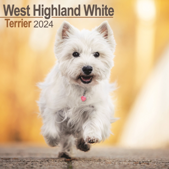 West Highland Terrier Calendar 2024  Square Dog Breed Wall Calendar - 16 Month