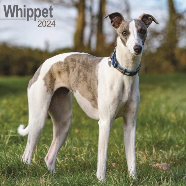 Whippet Calendar 2024  Square Dog Breed Wall Calendar - 16 Month