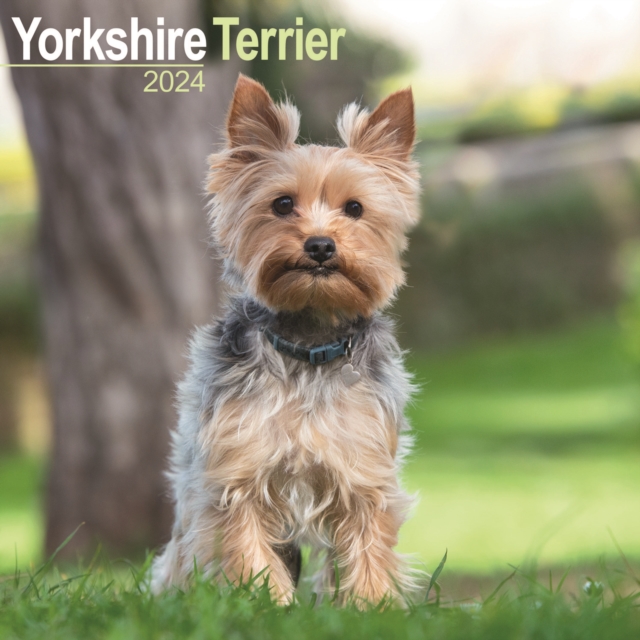 Yorkshire Terrier Calendar 2024  Square Dog Breed Wall Calendar - 16 Month