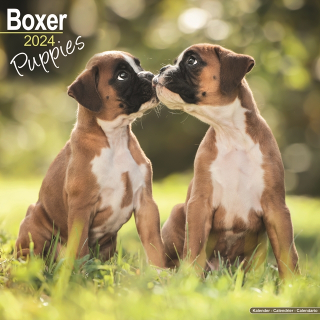 Boxer Puppies Calendar 2024  Square Dog Puppy Breed Wall Calendar - 16 Month