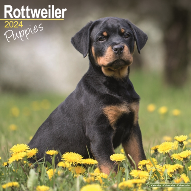 Rottweiler Puppies Calendar 2024  Square Dog Puppy Breed Wall Calendar - 16 Month