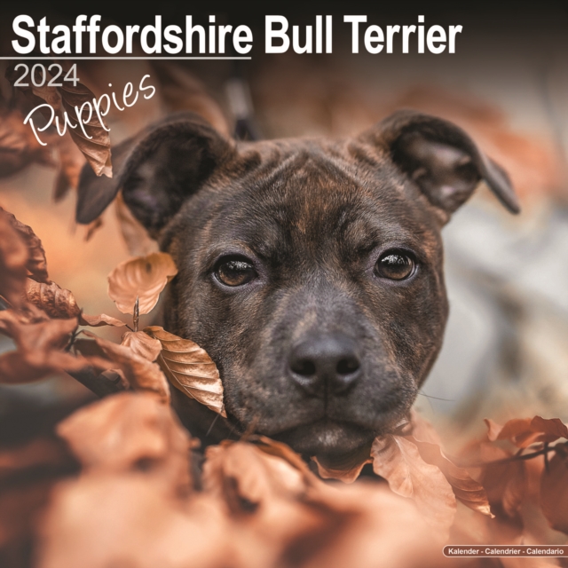 Staffordshire Bull Terrier Puppies Calendar 2024  Square Dog Puppy Breed Wall Calendar - 16 Month