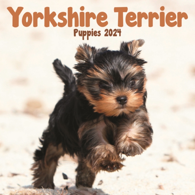 Yorkshire Terrier Puppies Calendar 2024  Square Dog Puppy Breed Wall Calendar - 16 Month