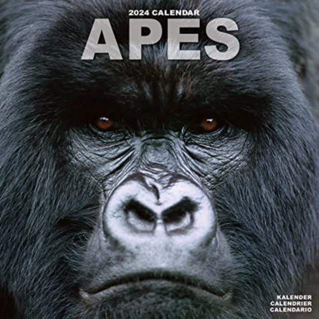 Apes Calendar 2024  Square Animal Wall Calendar - 16 Month