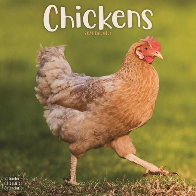 Chickens Calendar 2024  Square Farm Animals & Birds Wall Calendar - 16 Month