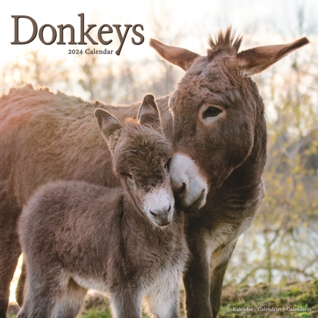 Donkeys Calendar 2024  Square Animal Wall Calendar - 16 Month