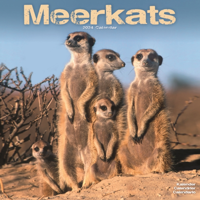 Meerkats Calendar 2024  Square Wildlife Safari Wall Calendar - 16 Month