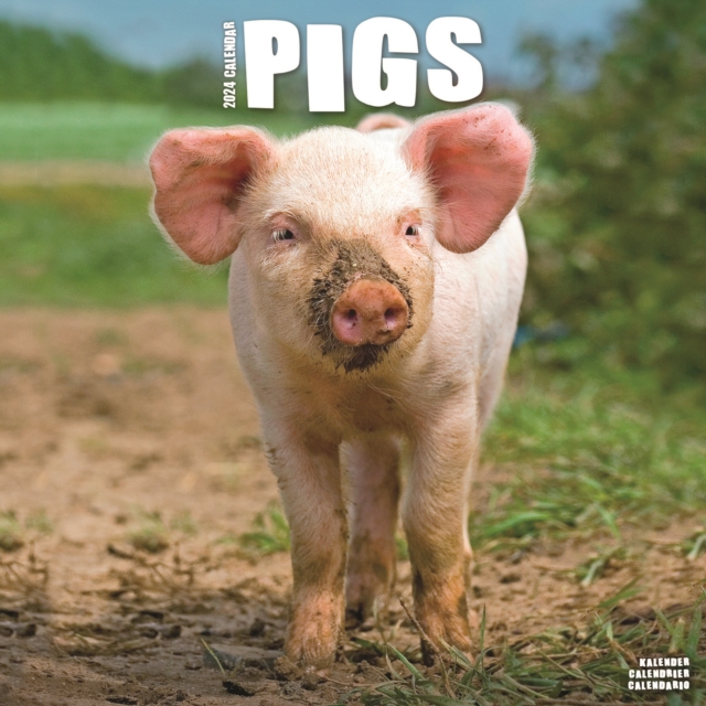 Pigs Calendar 2024  Square Farm Animal Wall Calendar - 16 Month