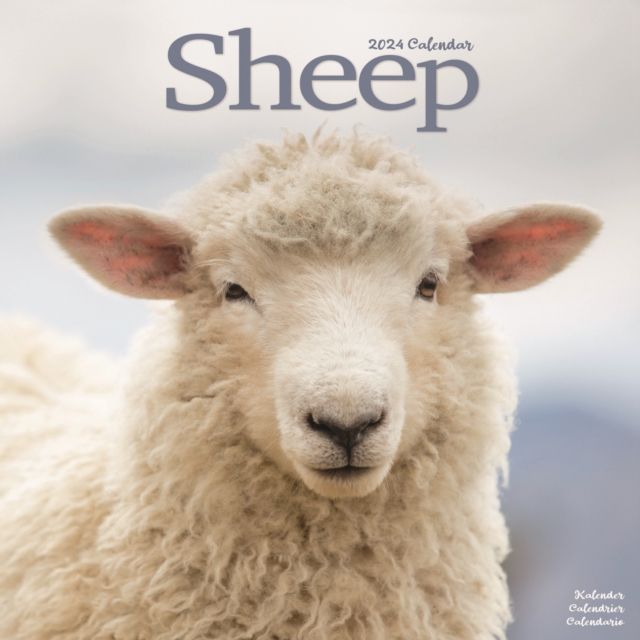 Sheep Calendar 2024  Square Farm Animal Wall Calendar - 16 Month