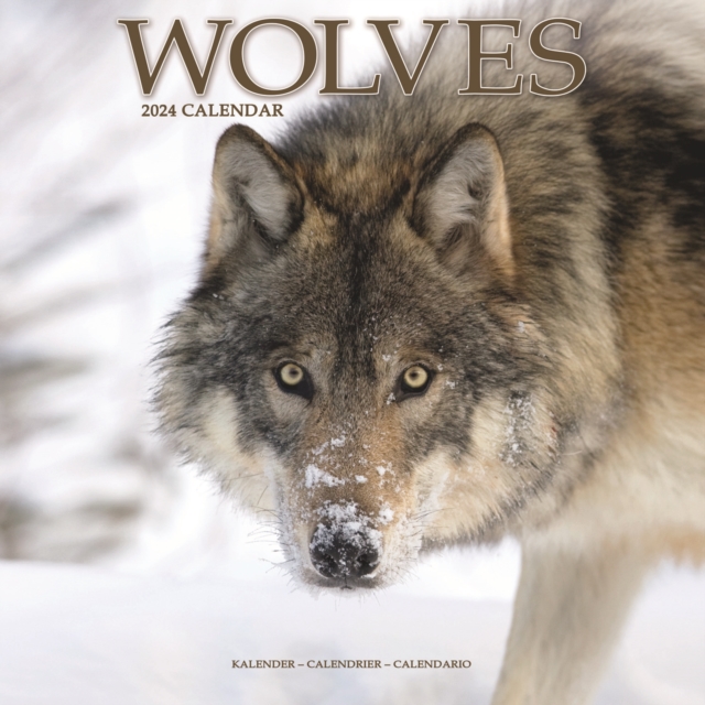 Wolves Calendar 2024  Square Animal Wall Calendar - 16 Month