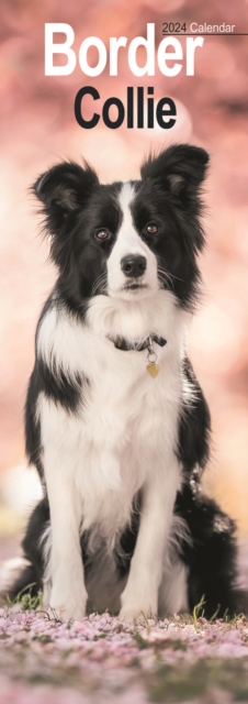 Border Collie Slim Calendar 2024  Dog Breed Slimline Calendar - 12 Month