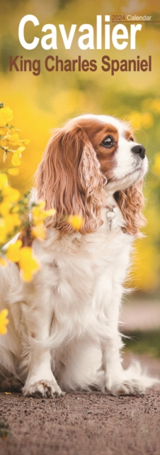 Cavalier King Charles Slim Calendar 2024  Dog Breed Slimline Calendar - 12 Month