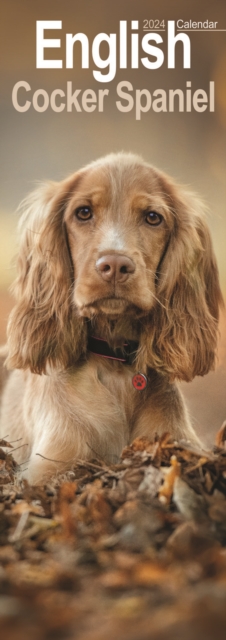 English Cocker Spaniel  Slim Calendar 2024  Dog Breed Slimline Calendar - 12 Month