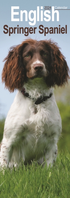 English Springer Spaniel  Slim Calendar 2024  Dog Breed Slimline Calendar - 12 Month