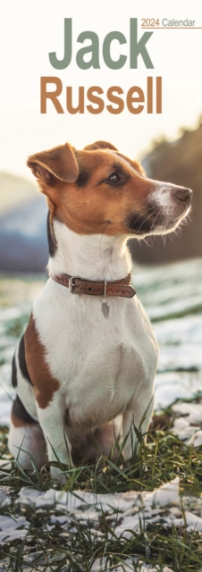 Jack Russell Slim Calendar 2024  Dog Breed Slimline Calendar - 12 Month