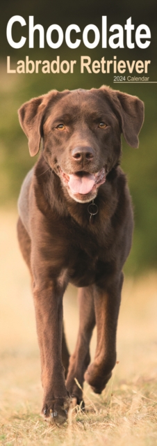 Chocolate Labrador  Slim Calendar 2024  Dog Breed Slimline Calendar - 12 Month