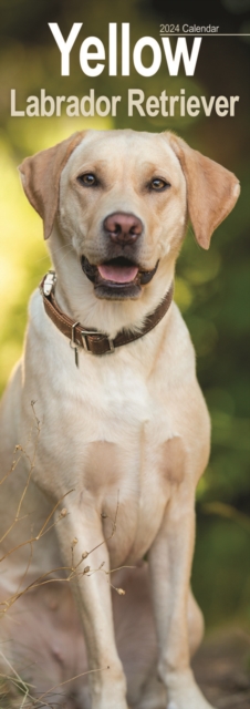 Yellow Labrador  Slim Calendar 2024  Dog Breed Slimline Calendar - 12 Month