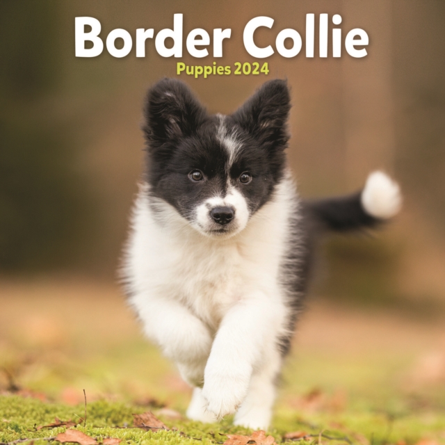 Border Collie Puppies Mini Calendar 2024