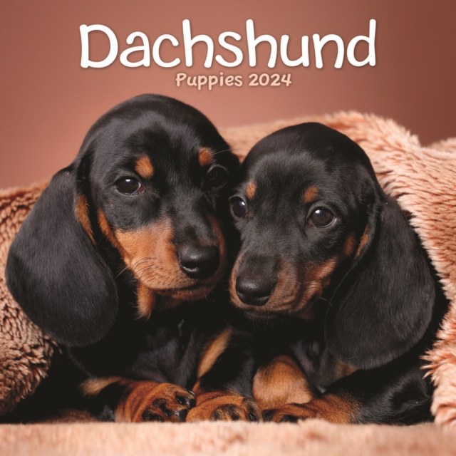 Dachshund Puppies Mini Calendar 2024