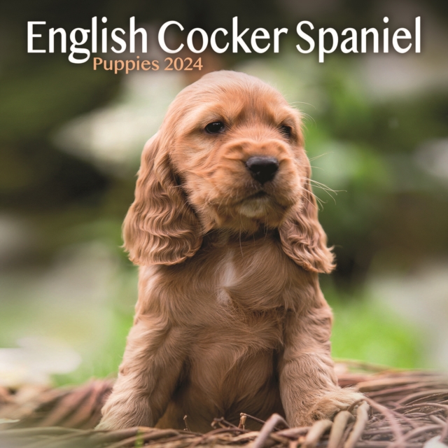 English Cocker Spaniel Puppies Mini Calendar 2024