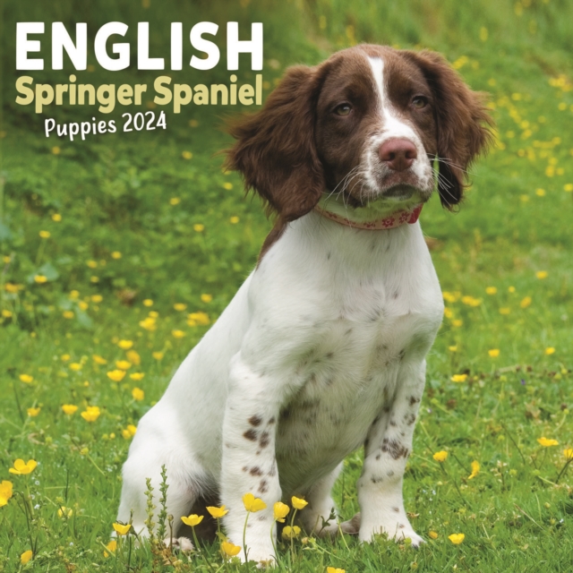 English Springer Spaniel Puppies Mini Calendar 2024