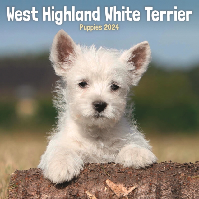 West Highland White Terrier Puppies Mini Calendar 2024