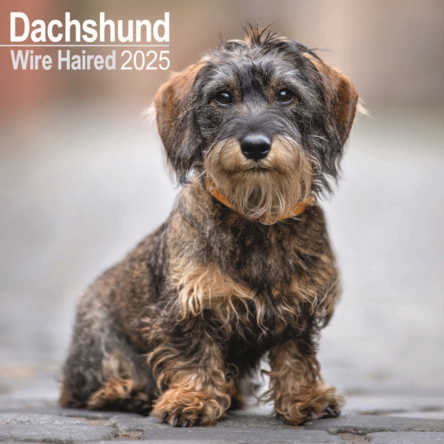 Dachshunds Wirehaired Square Wall Calendar 2025