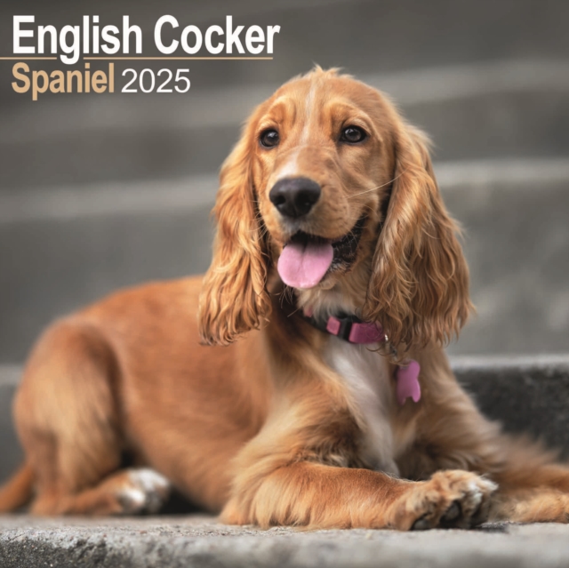English Cocker Spaniel Square Wall Calendar 2025