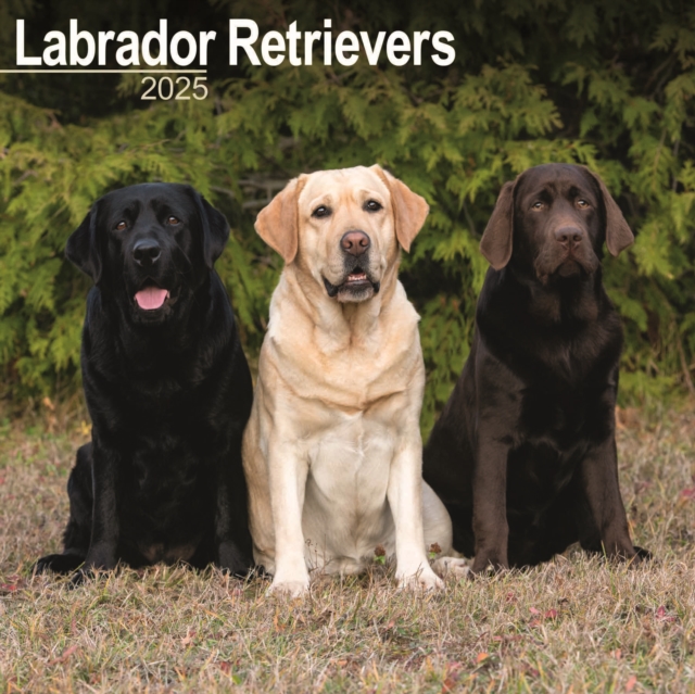 Labrador Retrievers Square Wall Calendar 2025
