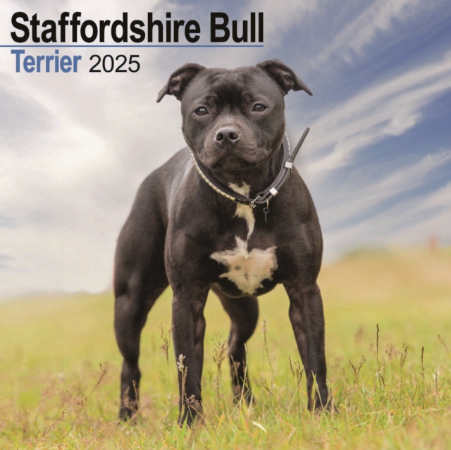 Staffordshire Bull Terrier Square Wall Calendar 2025
