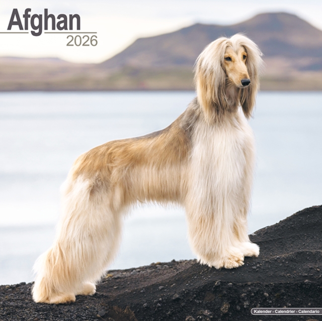 Afghan Calendar 2026  Square Dog Breed Wall Calendar - 16 Month
