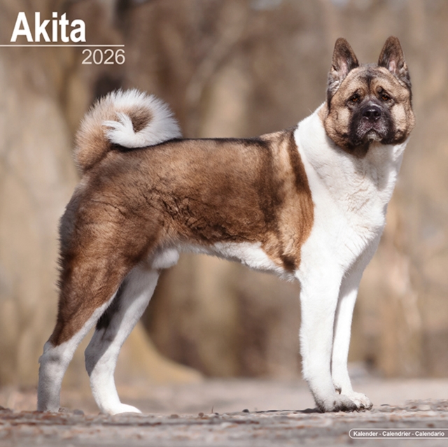 Akita Calendar 2026 Square Dog Breed Wall Calendar - 16 Month
