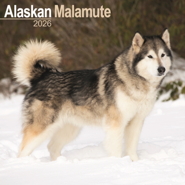 Alaskan Malamute Calendar 2026 Square Dog Breed Wall Calendar - 16 Month