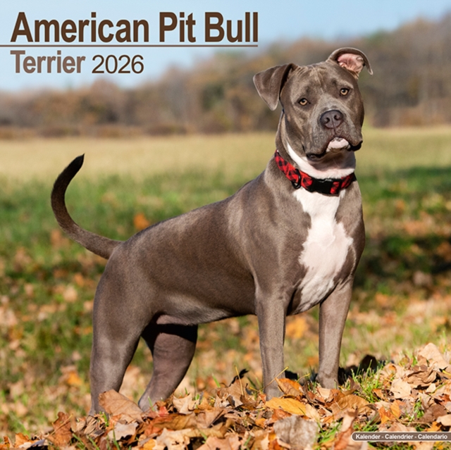 American Pit Bull Terrier Calendar 2026 Square Dog Breed Wall Calendar - 16 Month