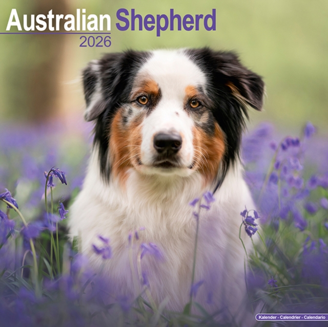 Australian Shepherd Calendar 2026 Square Dog Breed Wall Calendar - 16 Month