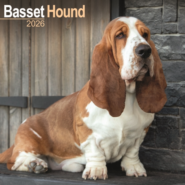 Basset Hound Calendar 2026 Square Dog Breed Wall Calendar - 16 Month