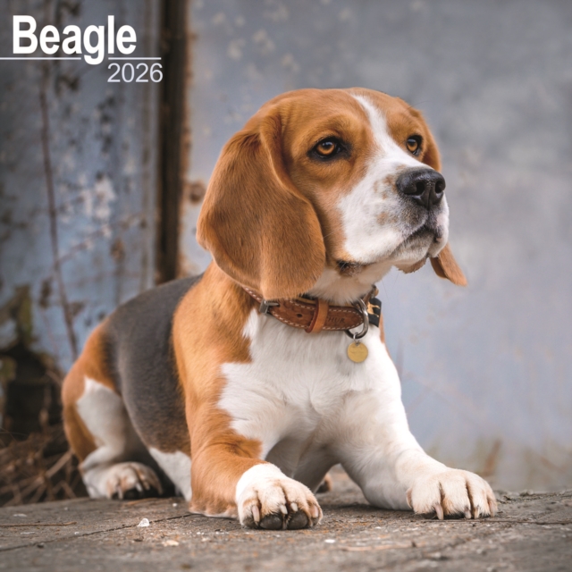Beagle Calendar 2026 Square Dog Breed Wall Calendar - 16 Month