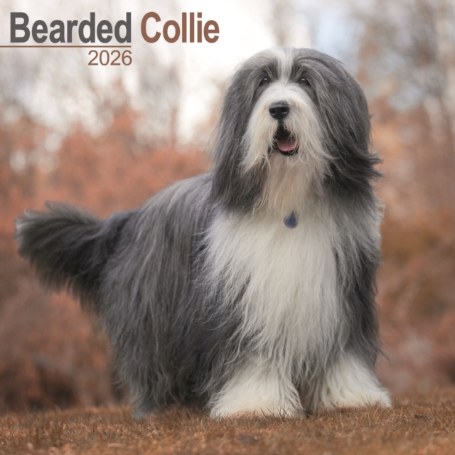 Bearded Collie Calendar 2026 Square Dog Breed Wall Calendar - 16 Month