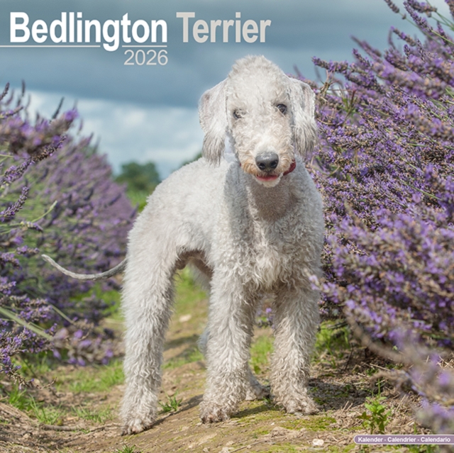 Bedlington Terrier Calendar 2026 Square Dog Breed Wall Calendar - 16 Month