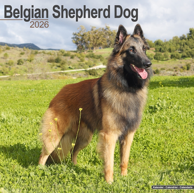 Belgian Shepherd Dog Calendar 2026  Square Dog Breed Wall Calendar - 16 Month
