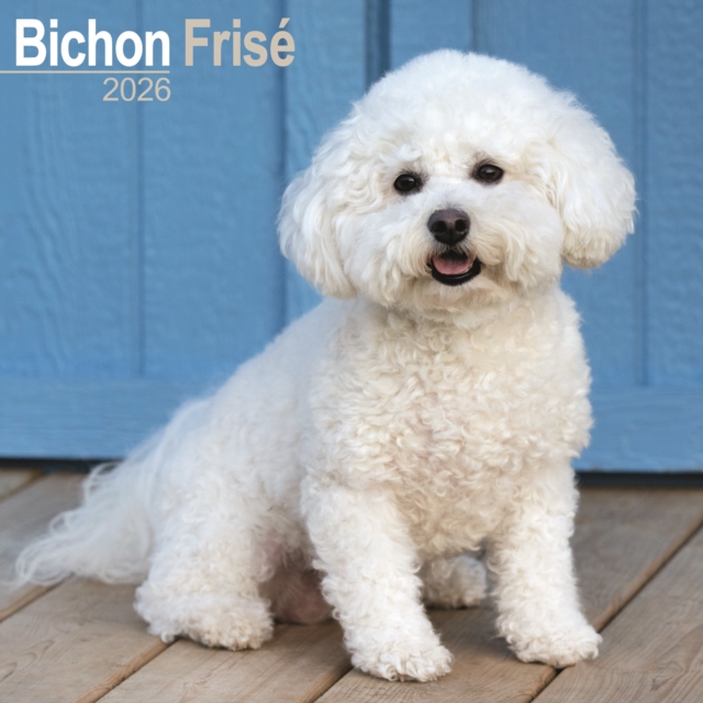 Bichon Frise Calendar 2026 Square Dog Breed Wall Calendar - 16 Month