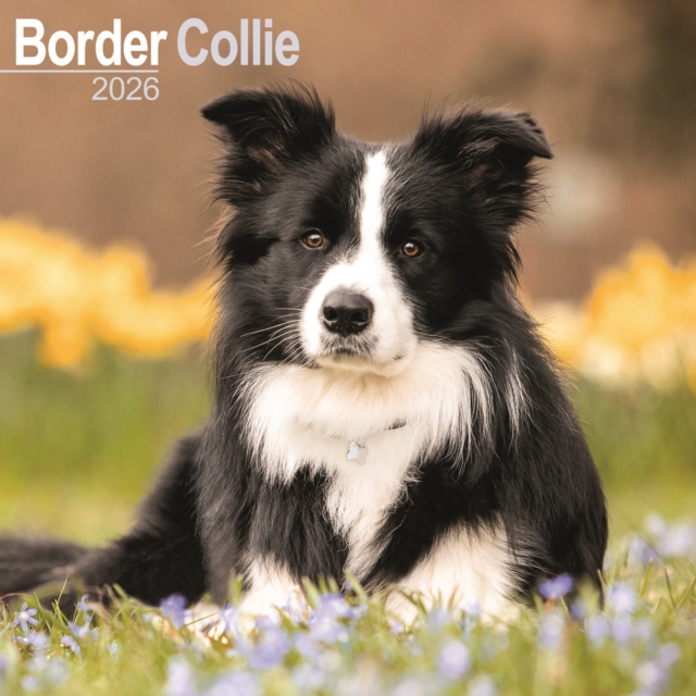 Border Collie Calendar 2026 Square Dog Breed Wall Calendar - 16 Month