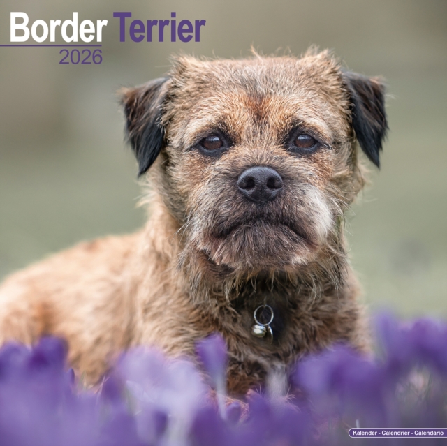 Border Terrier Calendar 2026 Square Dog Breed Wall Calendar - 16 Month