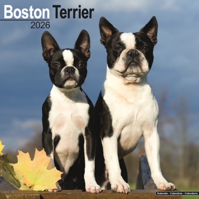 Boston Terrier Calendar 2026 Square Dog Breed Wall Calendar - 16 Month