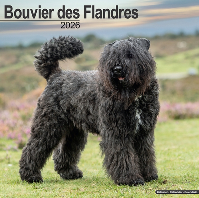 Bouvier Des Flandres (Euro) Calendar 2026 Square Dog Breed Wall Calendar - 16 Month
