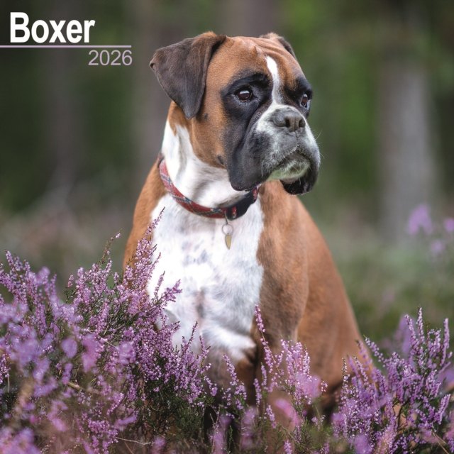 Boxer (Euro) Calendar 2026 Square Dog Breed Wall Calendar - 16 Month