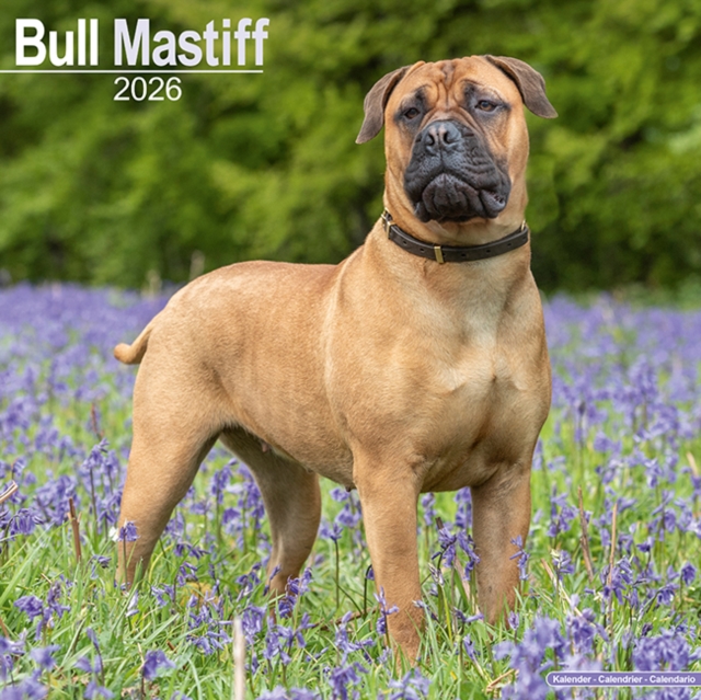 Bull Mastiff Calendar 2026  Square Dog Breed Wall Calendar - 16 Month