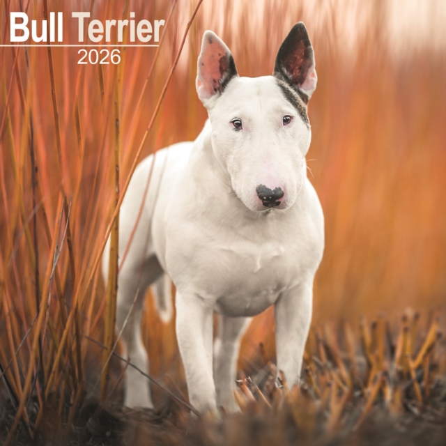 Bull Terrier Calendar 2026 Square Dog Breed Wall Calendar - 16 Month