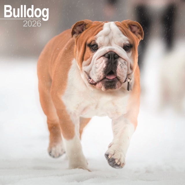 Bulldog Calendar 2026 Square Dog Breed Wall Calendar - 16 Month