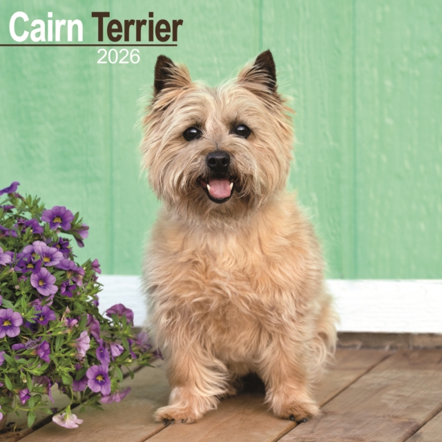 Cairn Terrier Calendar 2026 Square Dog Breed Wall Calendar - 16 Month